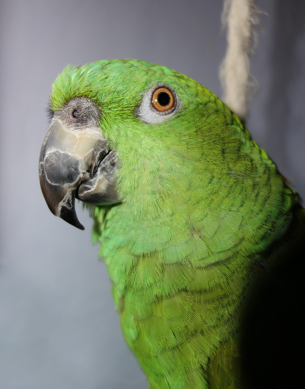 yellow neck amazone parrot amazone free photo