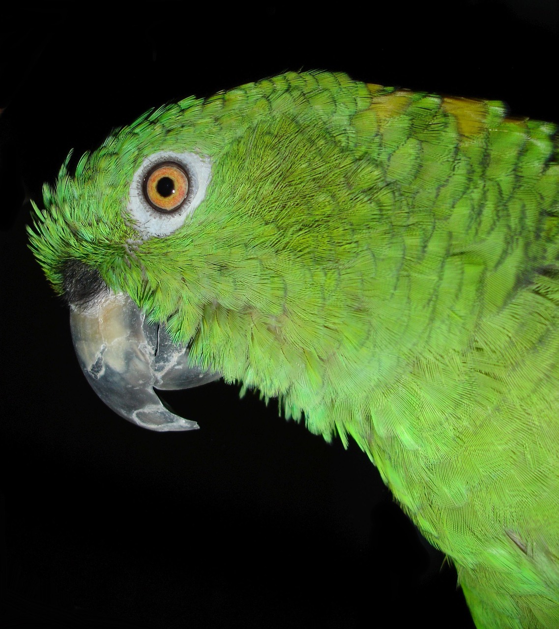 yellow neck amazone parrot bird free photo