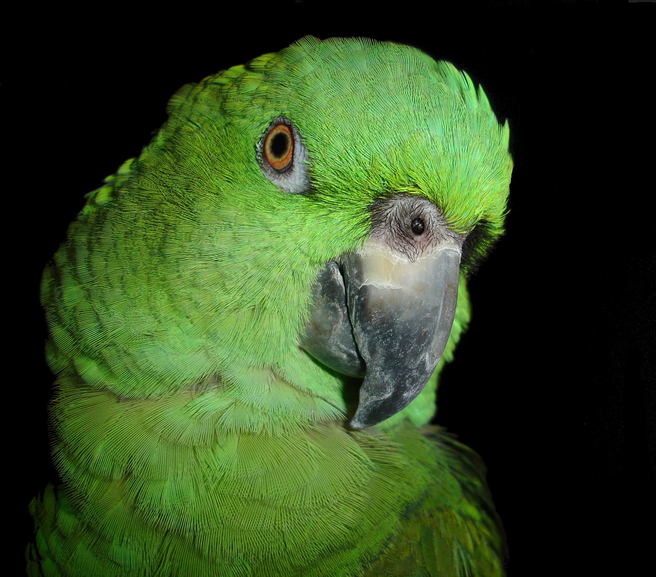 yellow neck amazone parrot amazone free photo
