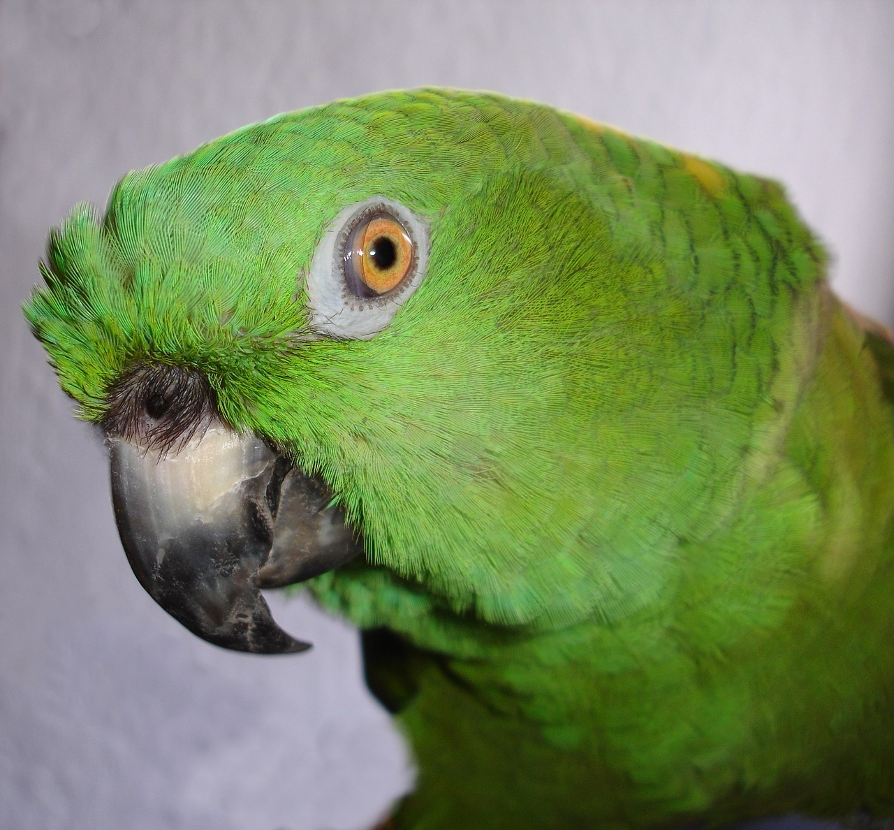 yellow neck amazone parrot amazone free photo