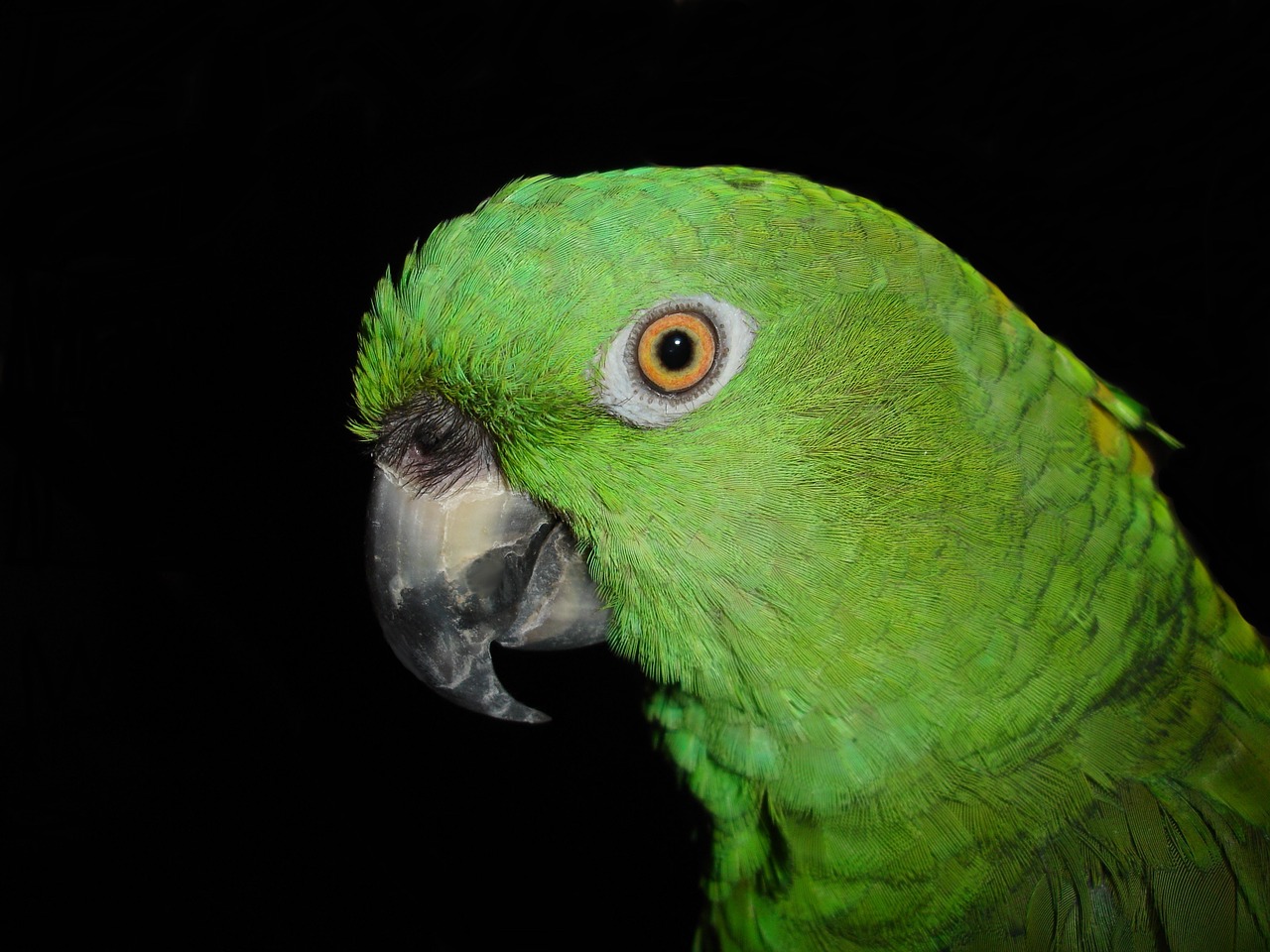 yellow neck amazone parrot amazone free photo