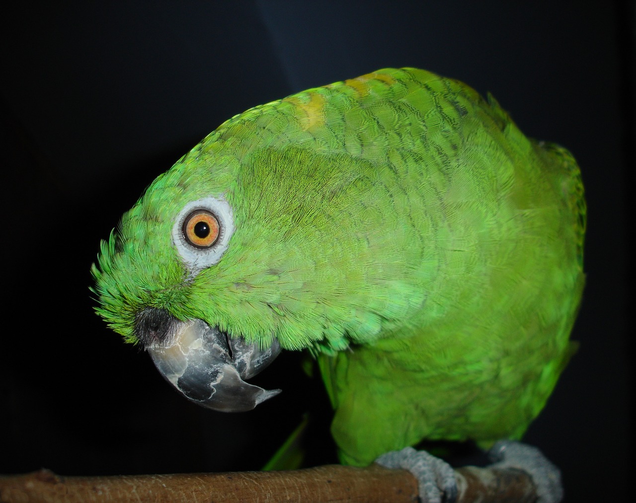 yellow neck amazone parrot amazone free photo