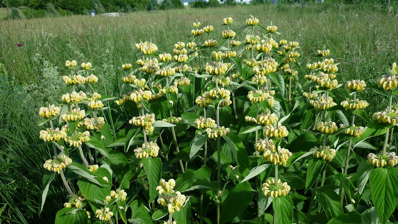 yellow-nettle large flowers breeding free photo