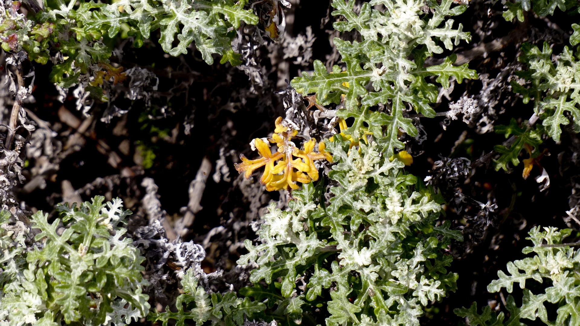 green yellow plant free photo