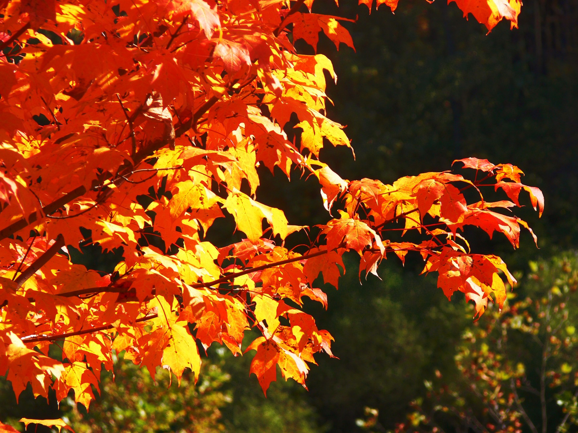 autumn autumn leaves orange leaves free photo