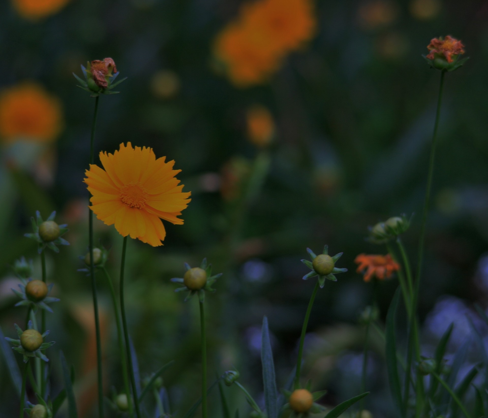 flowers daisies yellow-orange free photo