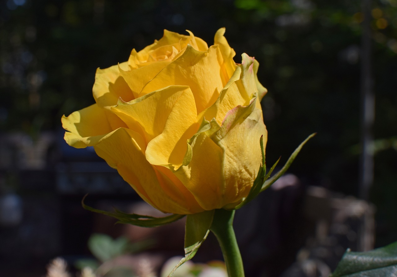 yellow-orange rose rose flower free photo