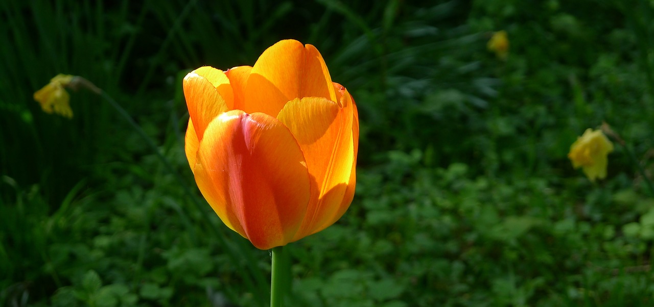 yellow orange tulip springtime single flower free photo