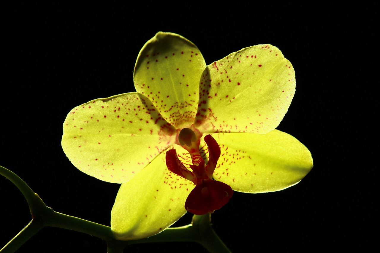 yellow orchid bright orchids flower free photo