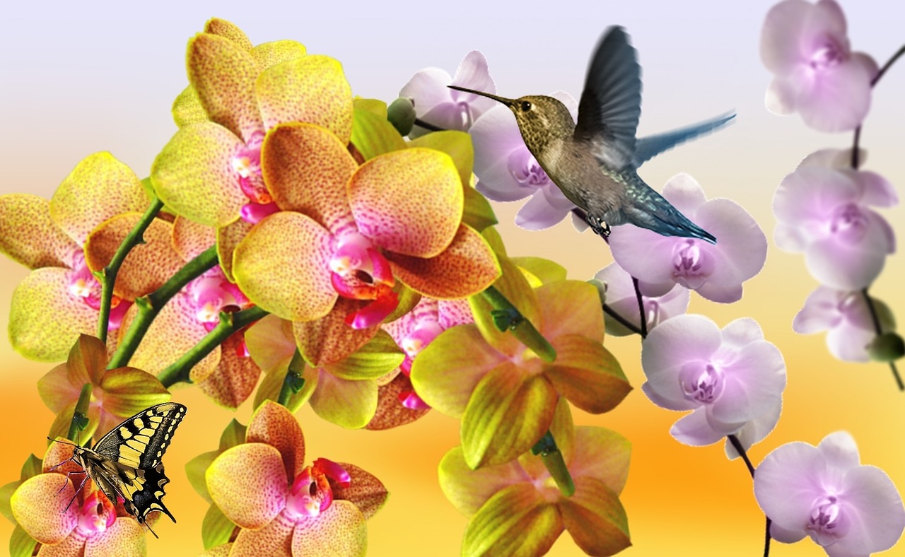 yellow orchid lilac orchid orchid merged free photo