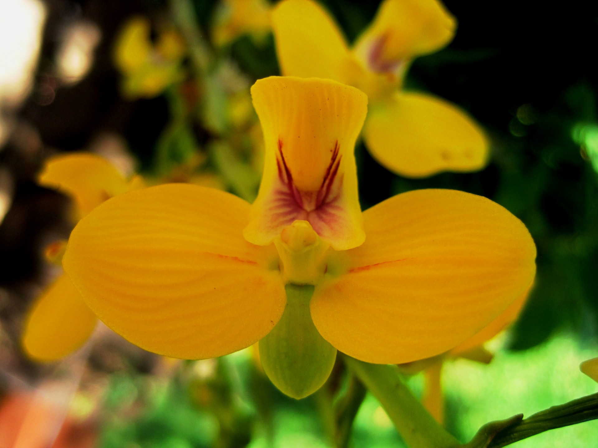 flower yellow orchid free photo