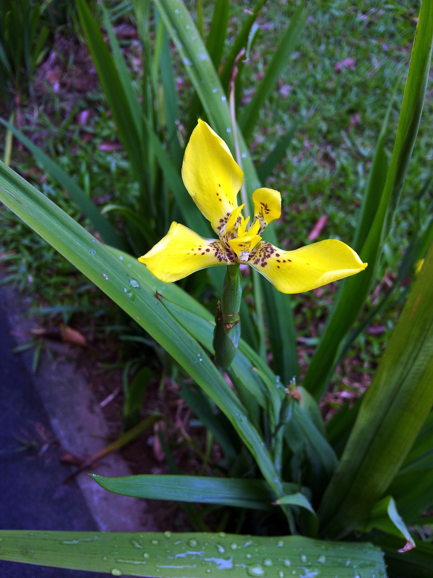 yellow orchid flower free photo