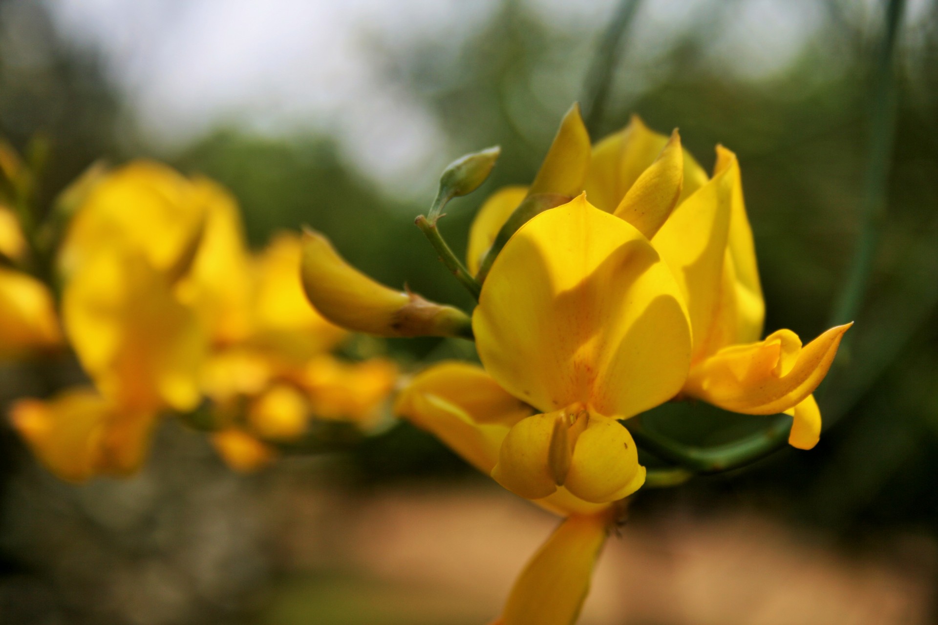 flower orchid yellow free photo