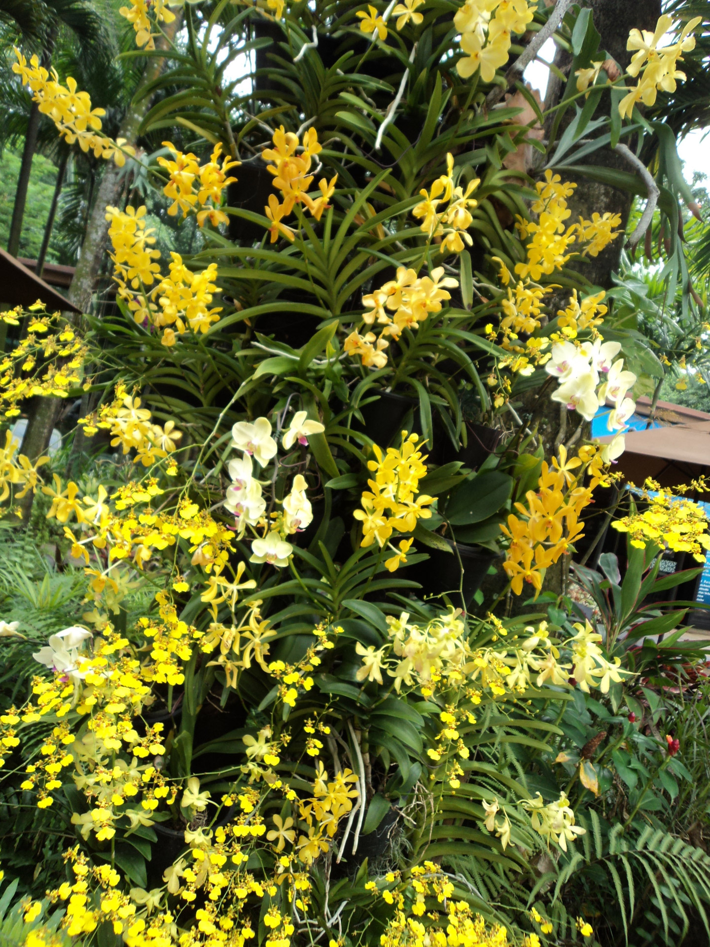 yellow orchids flower flowers free photo