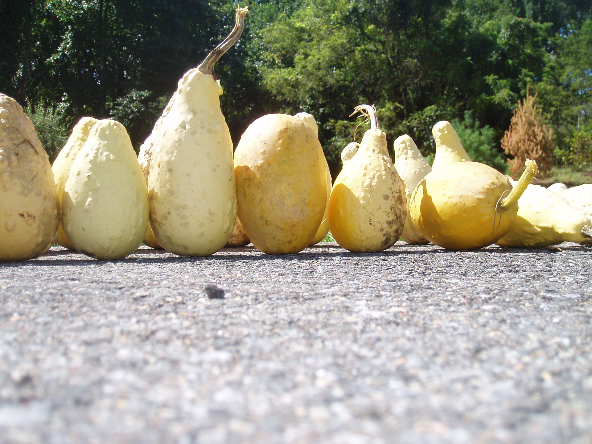 yellow ornamental gourds free photo