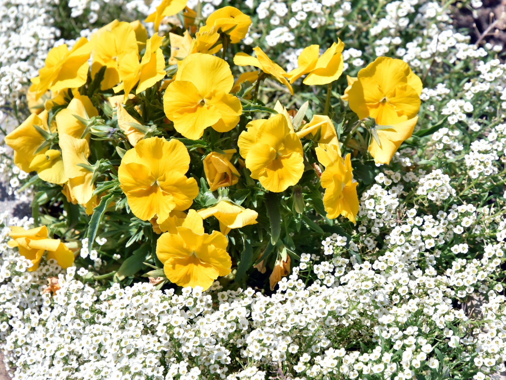 yellow white flower free photo