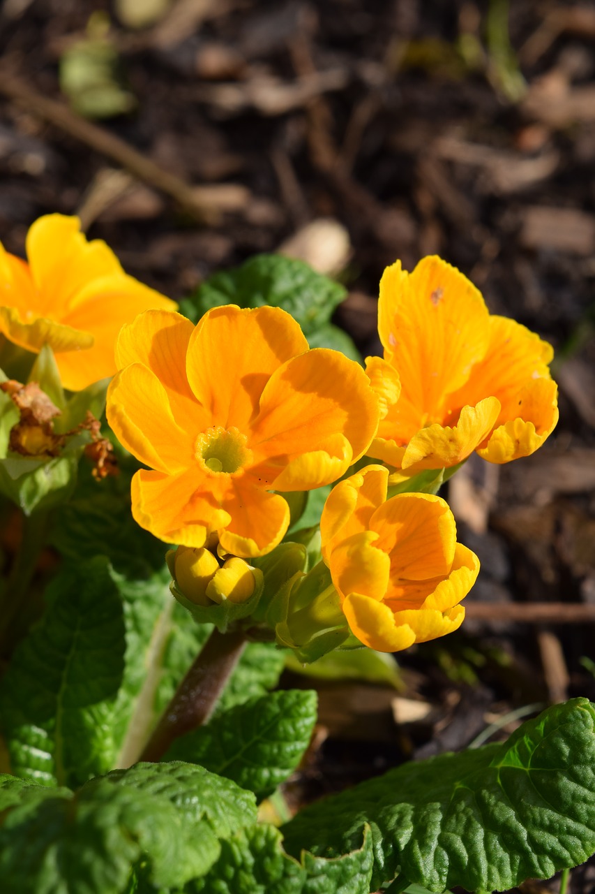 yellow pansy flower spring free photo