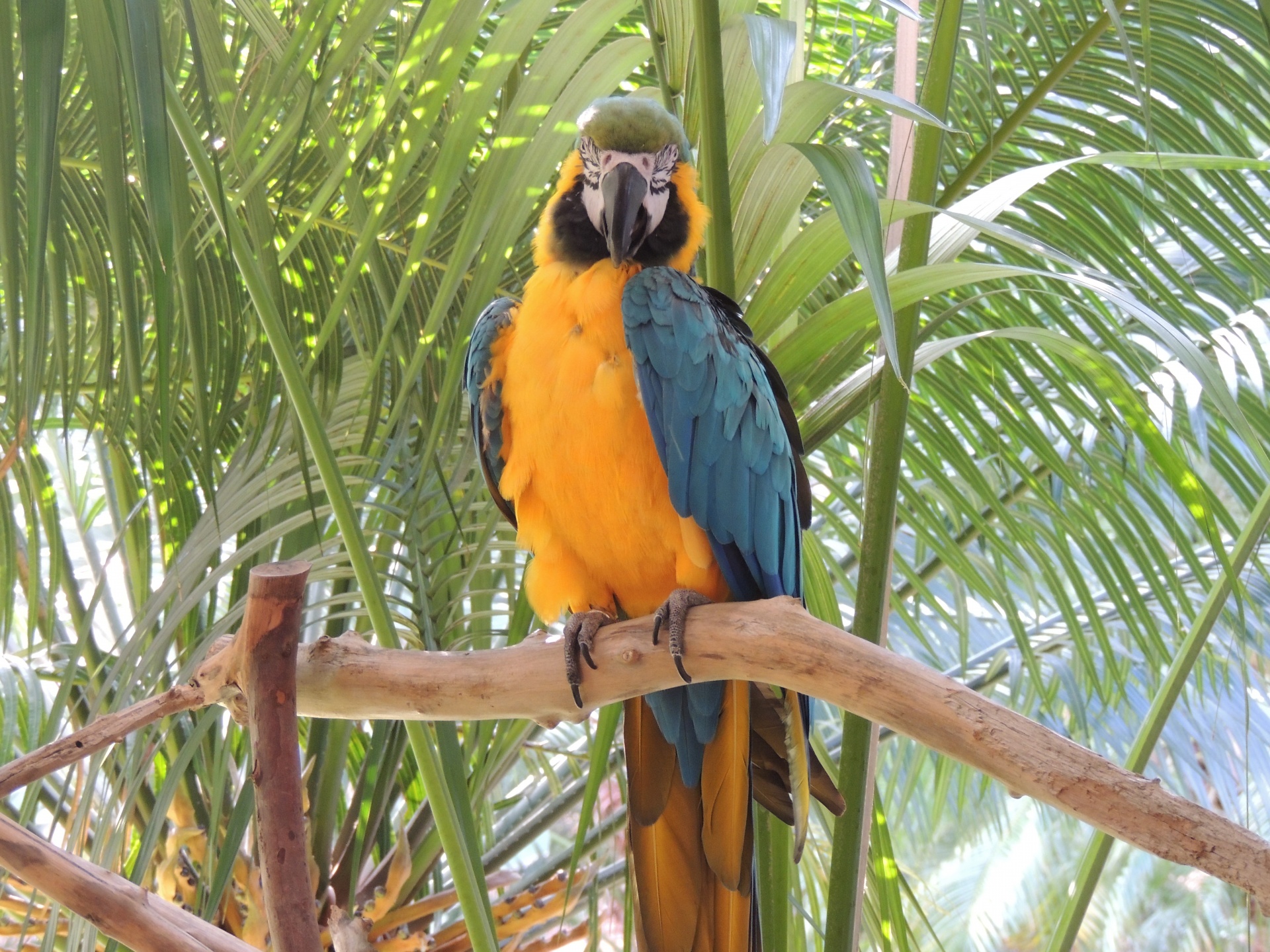 yellow blue parrot free photo