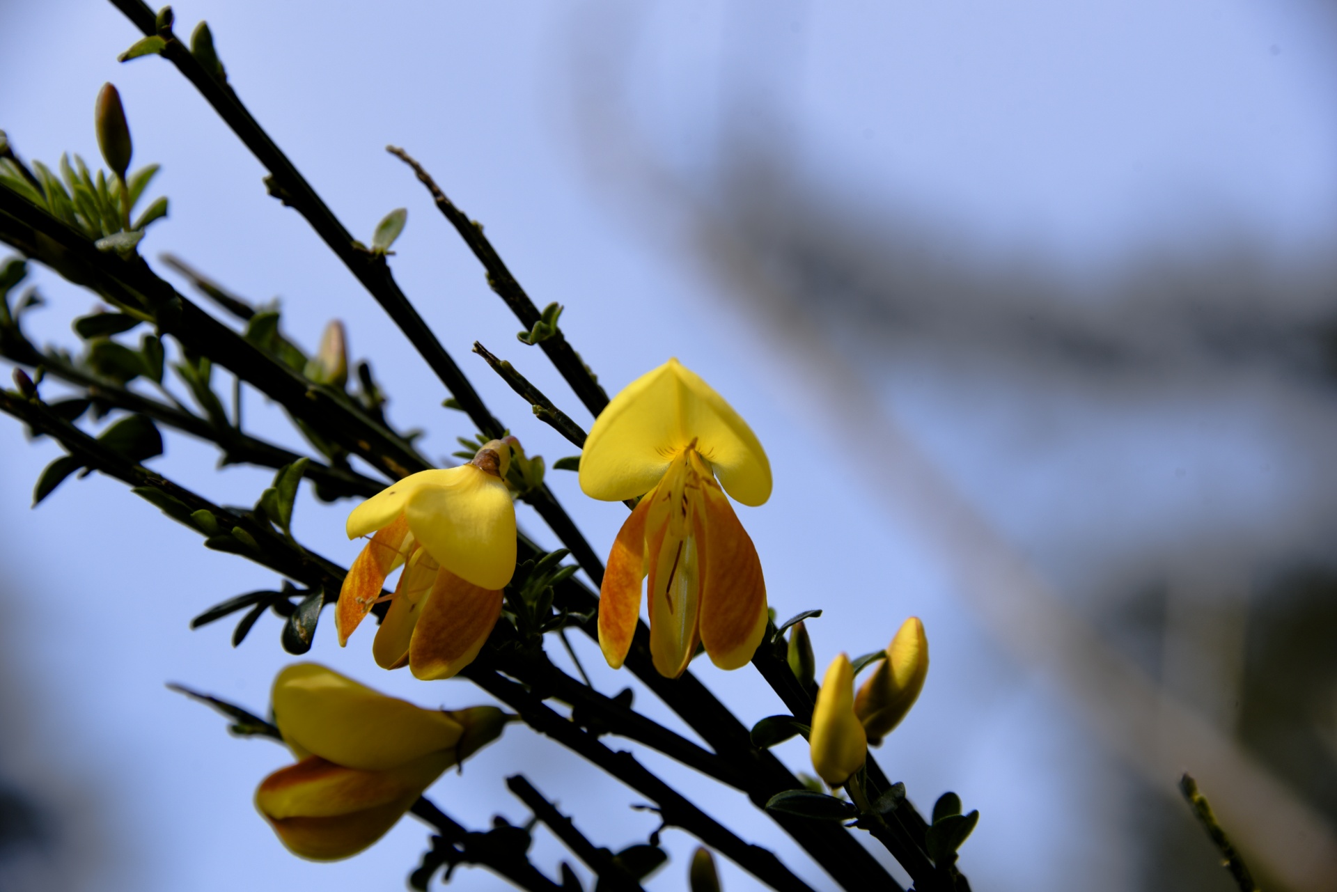 yellow flowers pea free photo