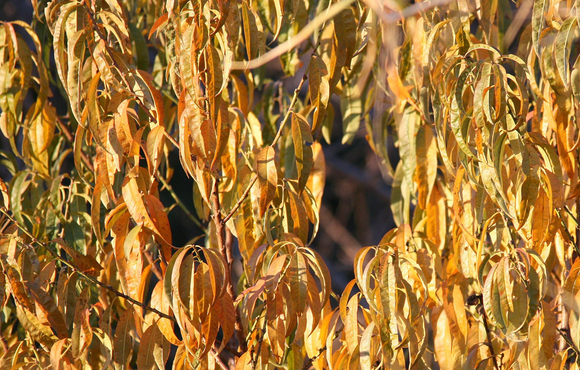 leaves peach autumn free photo