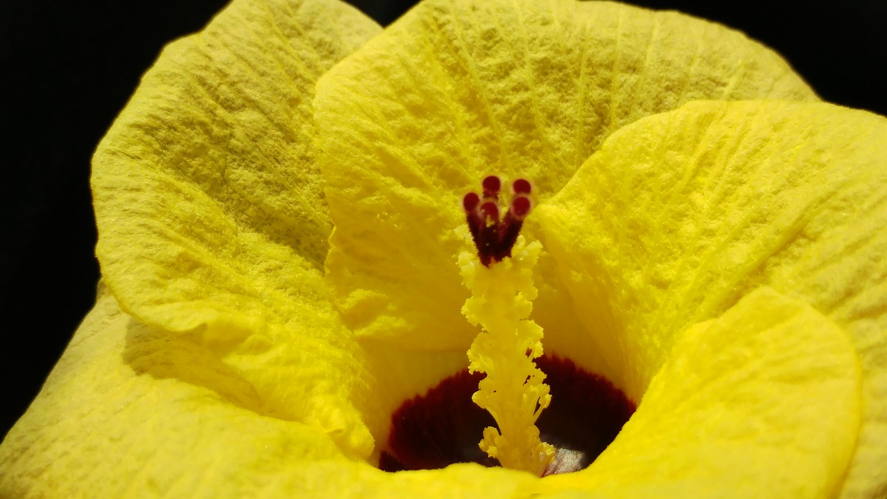 yellow petal pistil yellow flower free photo