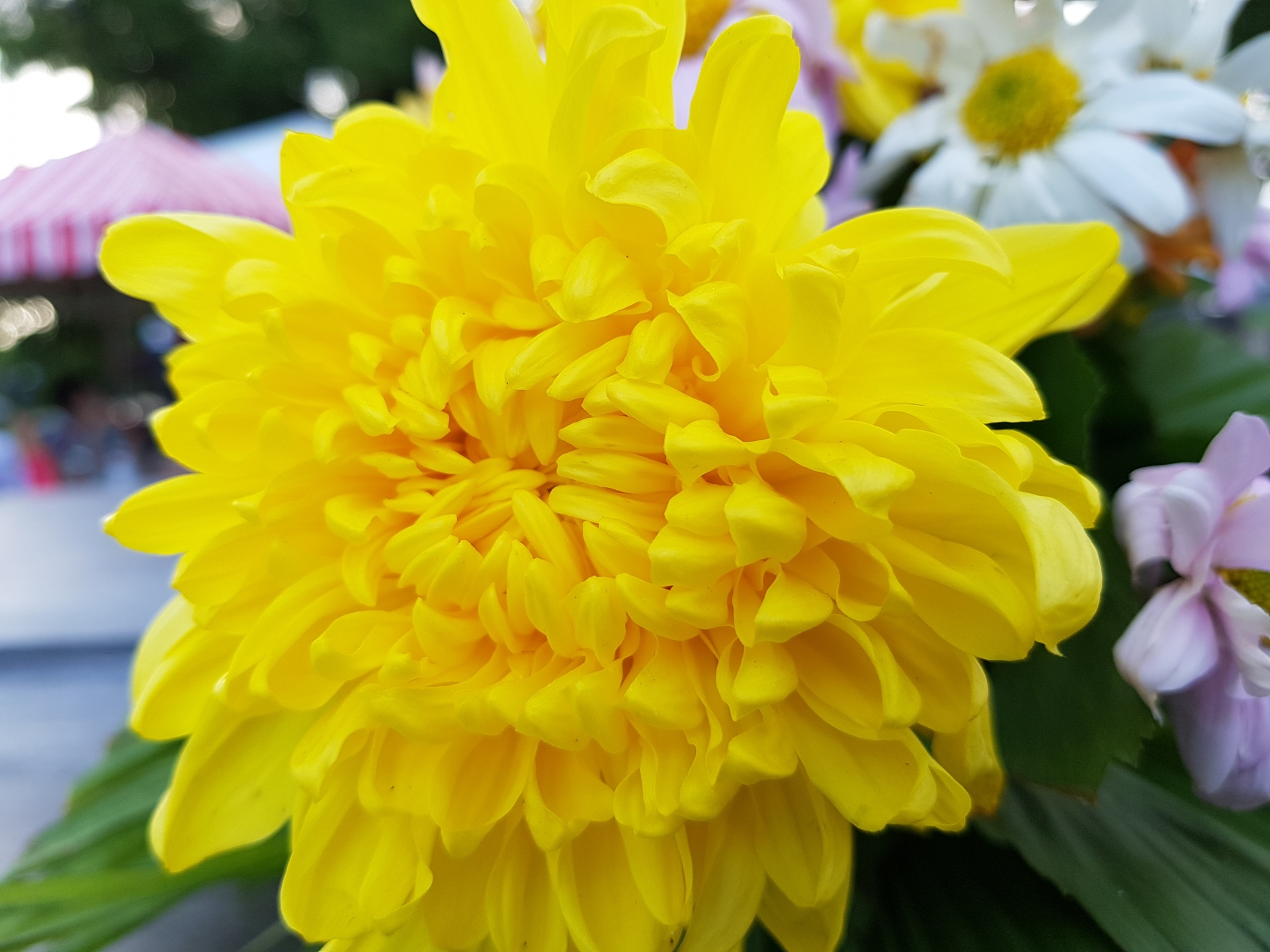 yellow petals yellow flowers texture free photo