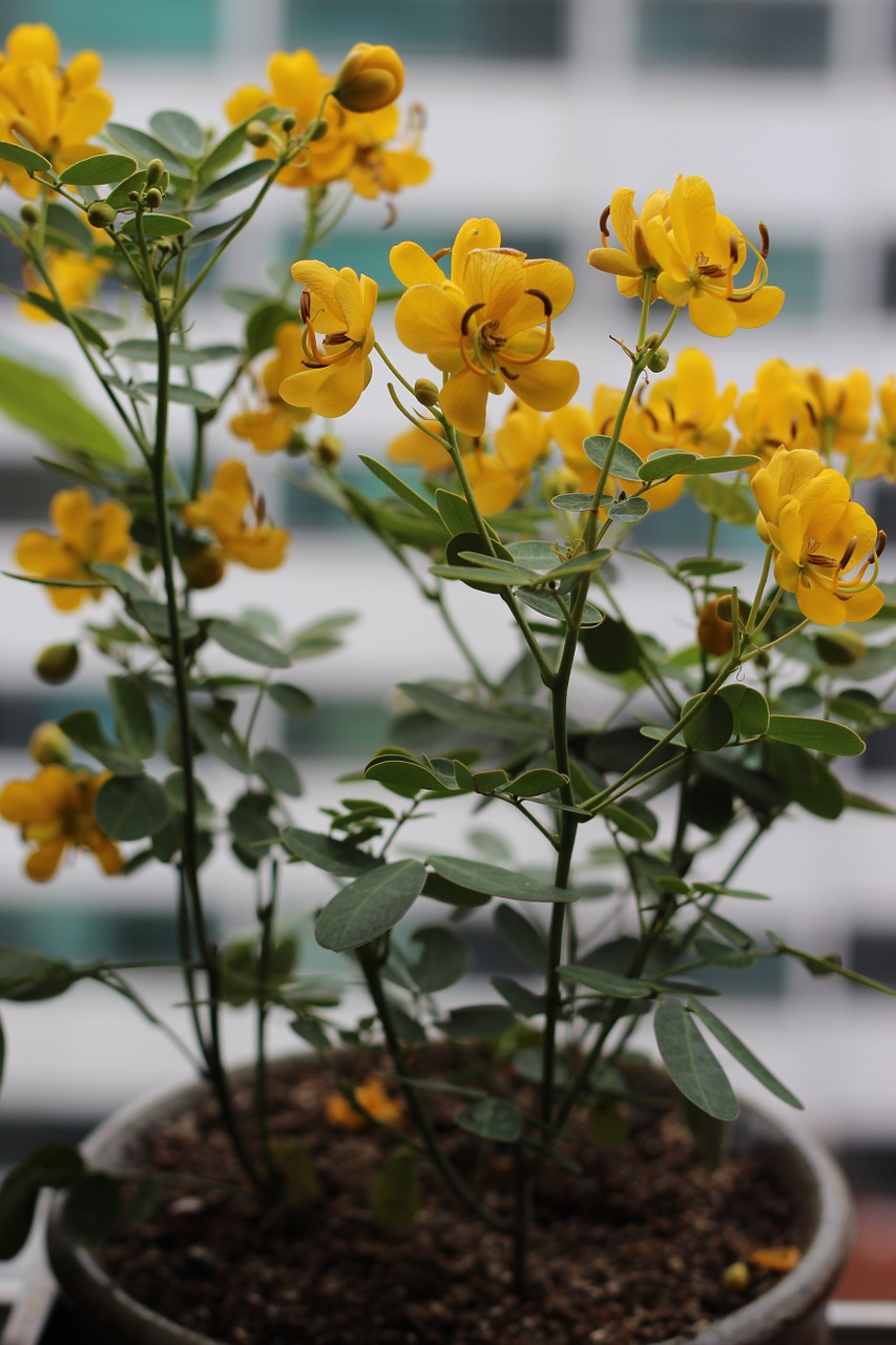 yellow phalaenopsis potted plant wildflower free photo