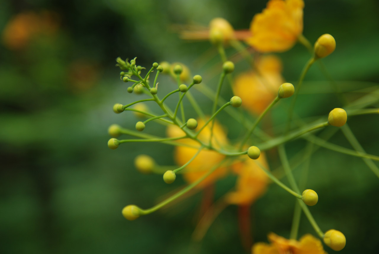 yellow flower yellow flower free photo