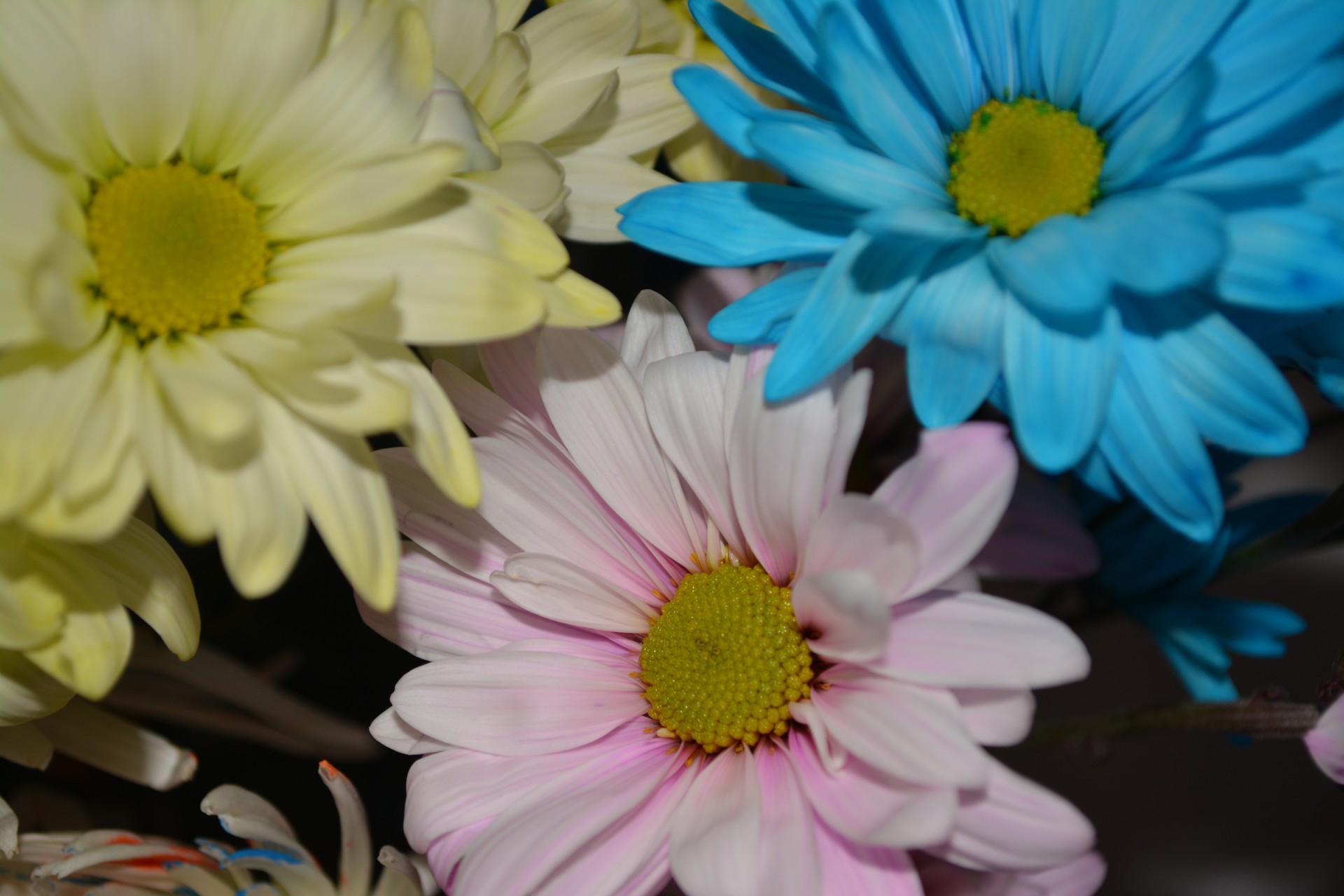 daisy colorful flower free photo