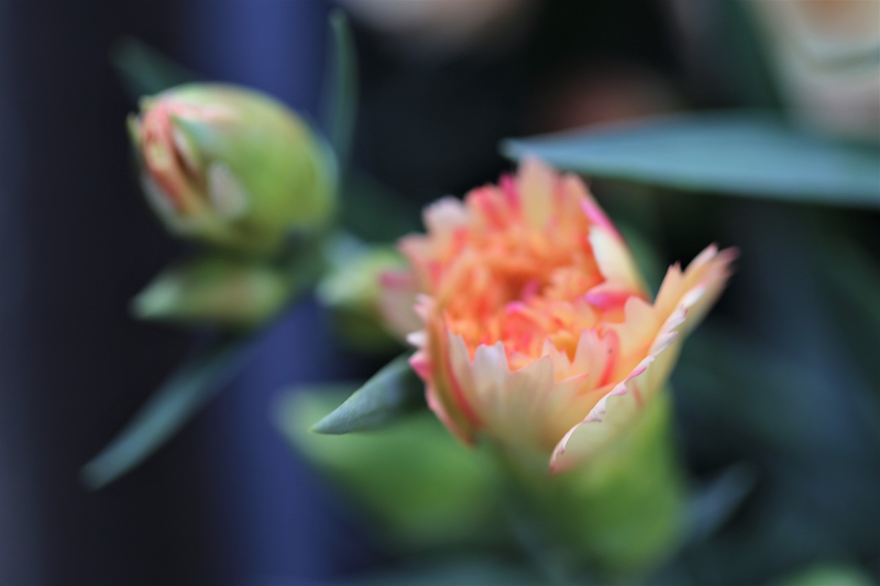 yellow pink carnation  buds  flower free photo