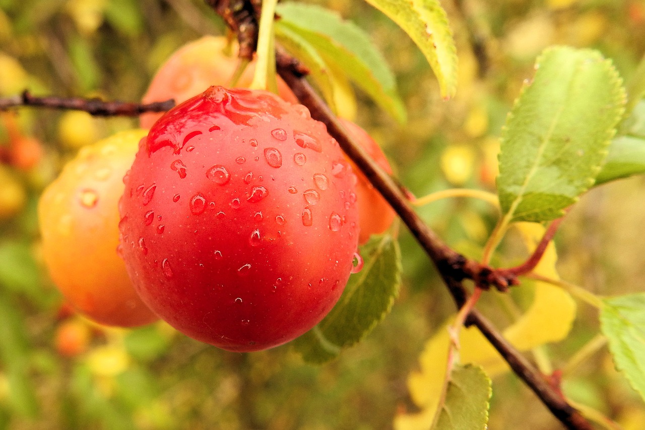 yellow plums cherry plum fruit free photo