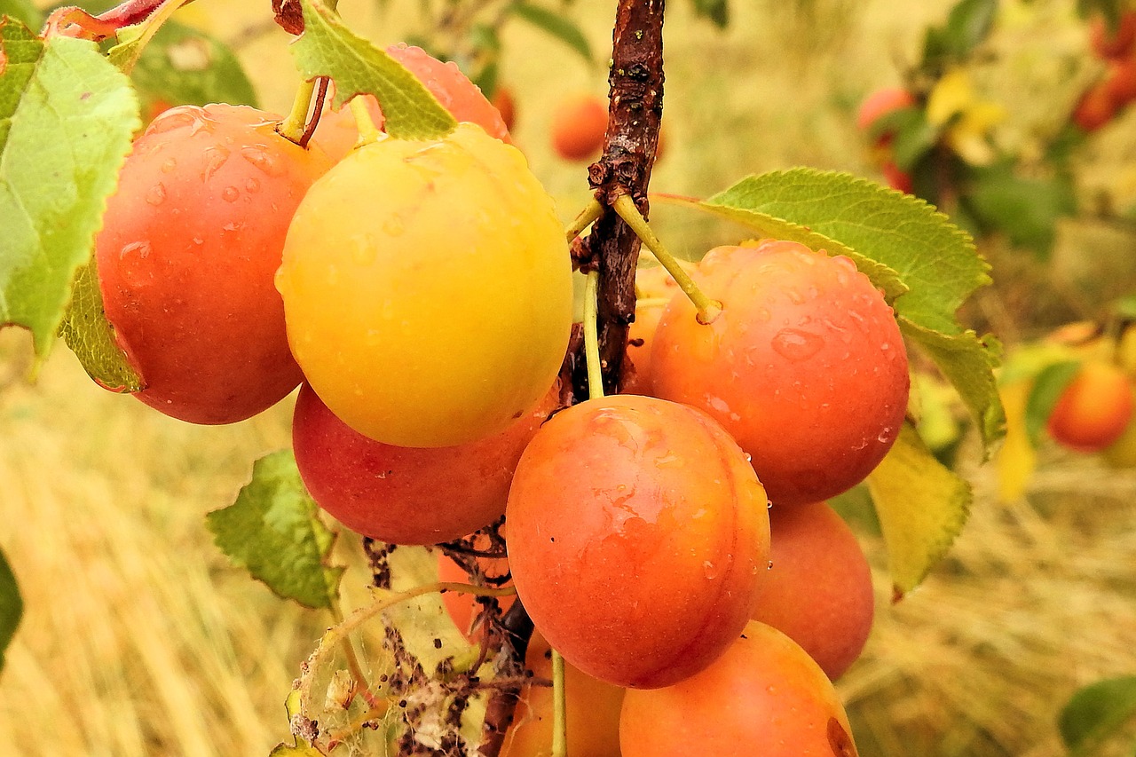 yellow plums cherry plum fruit free photo