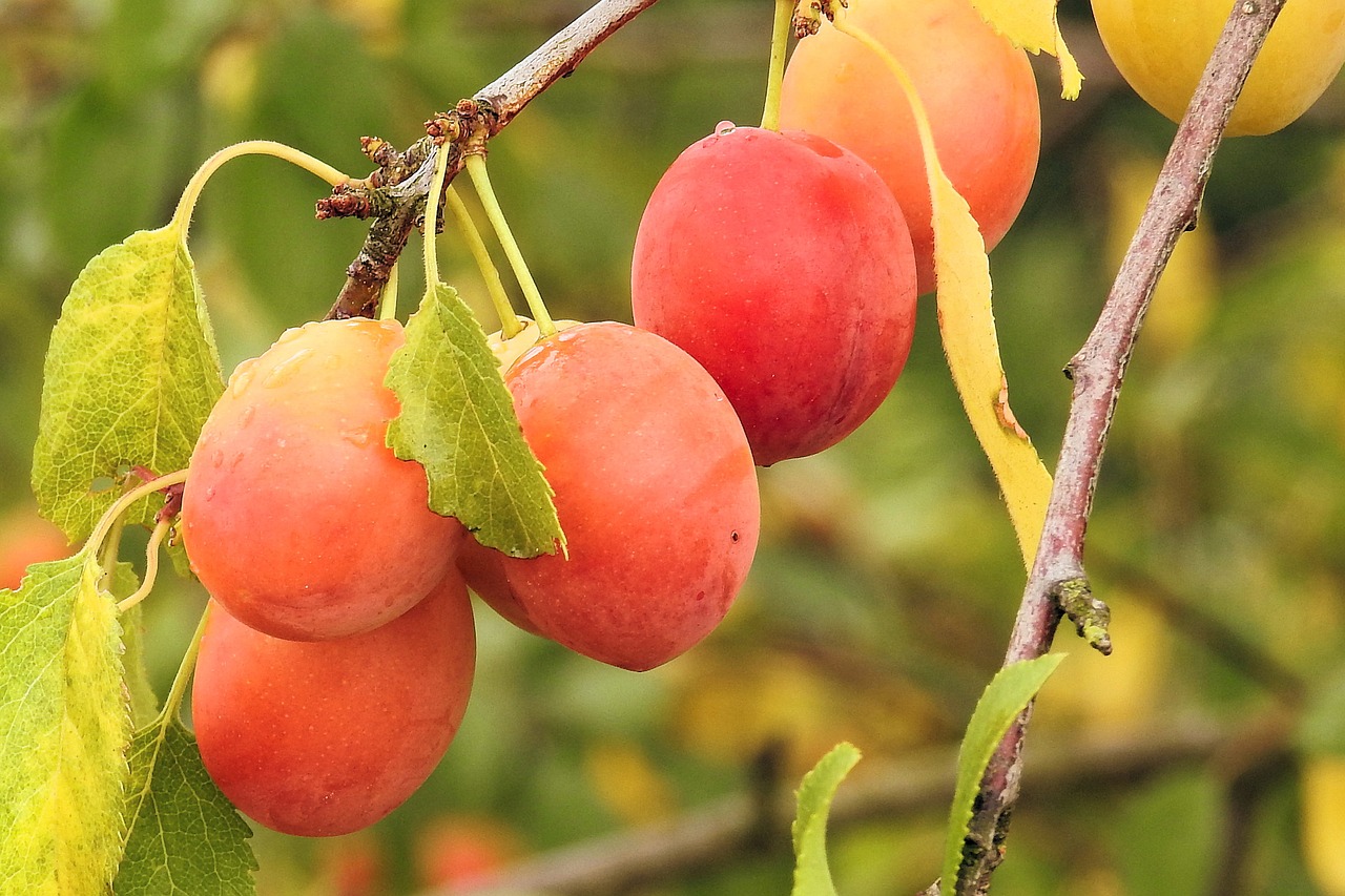 yellow plums cherry plum fruit free photo