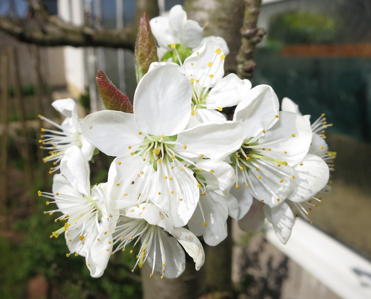 yellow plums white blossom spring free photo