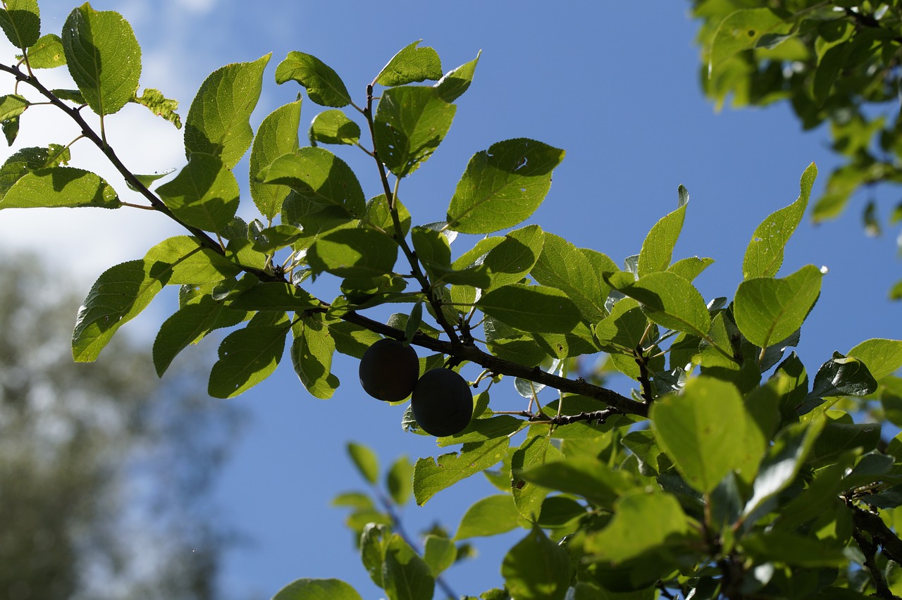 yellow plums branch fruits free photo