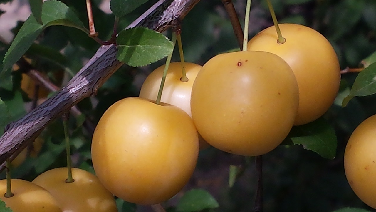 yellow plums fruits autumn free photo