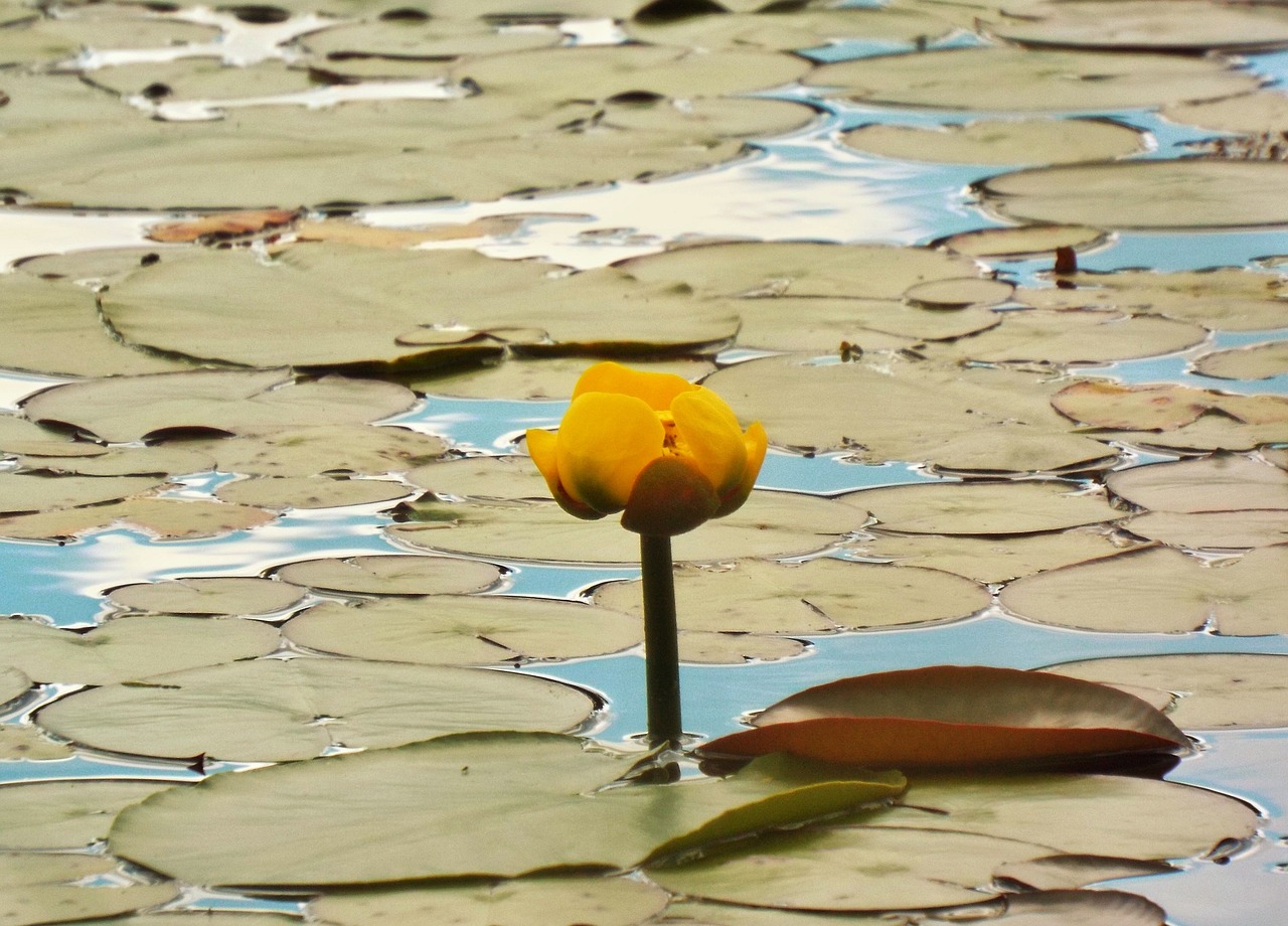 yellow pond lily flower plant free photo