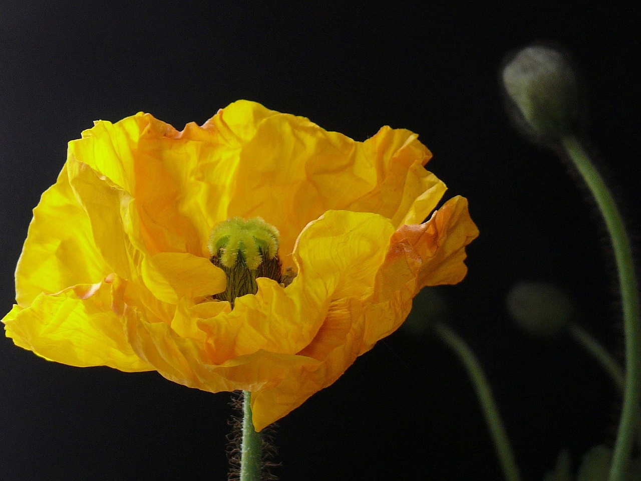 yellow poppy poppy yellow free photo