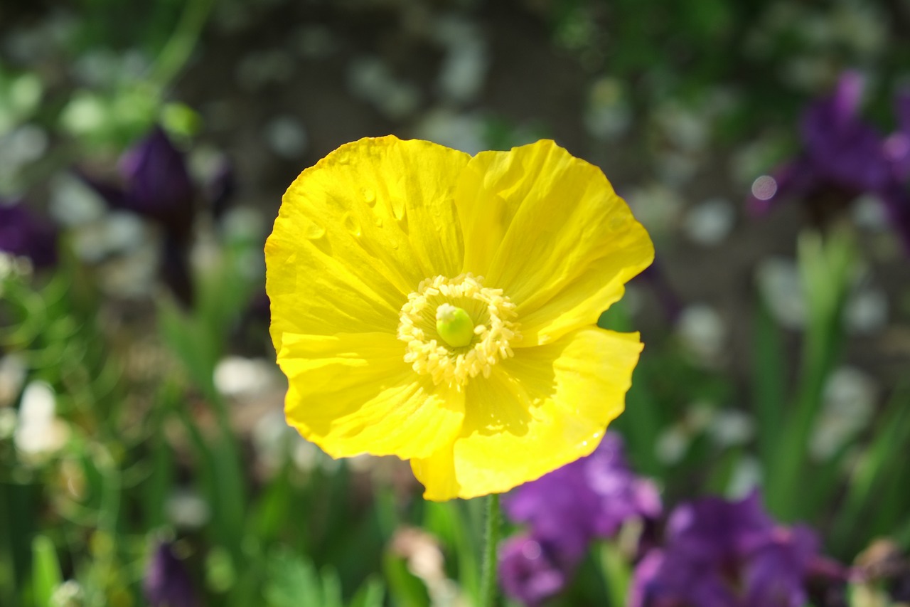 yellow poppy close blossom free photo