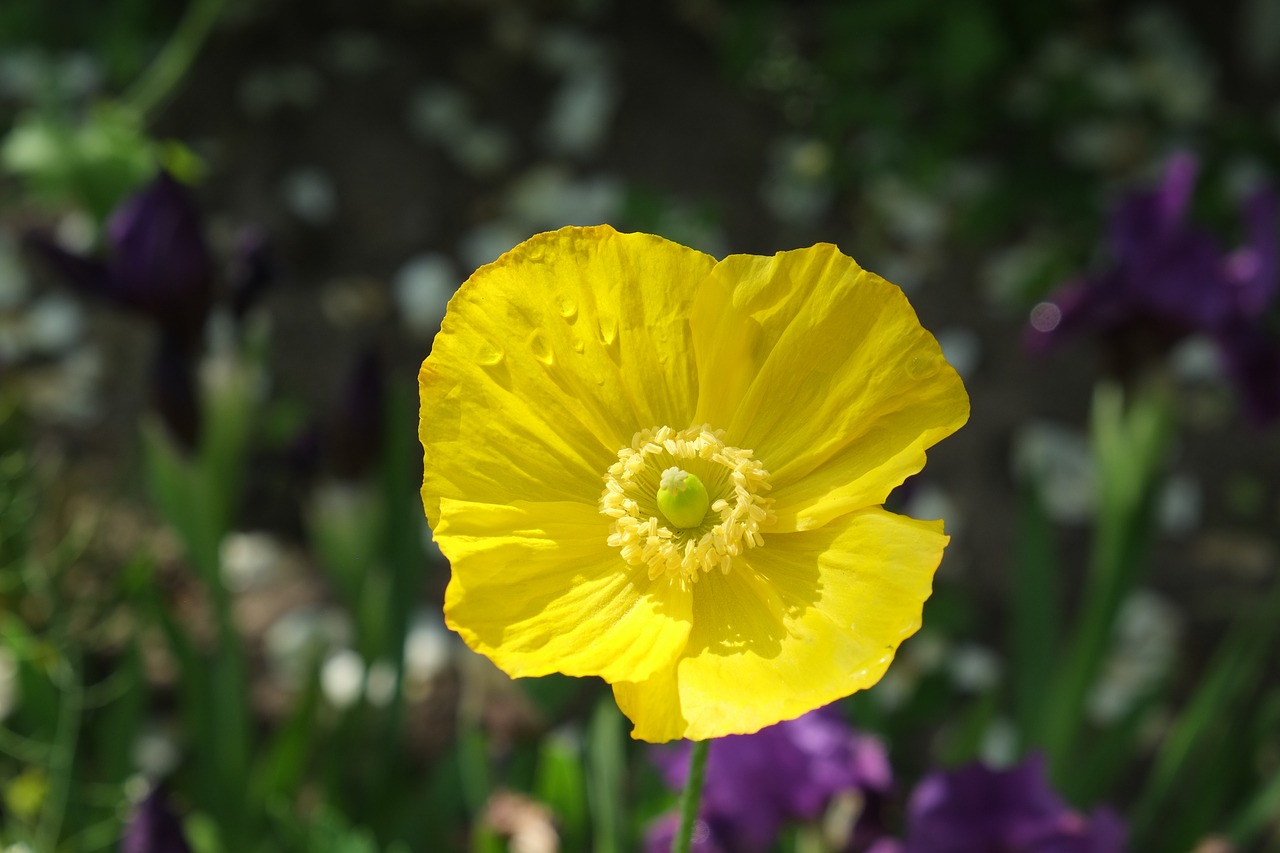 yellow poppy plant blossom free photo