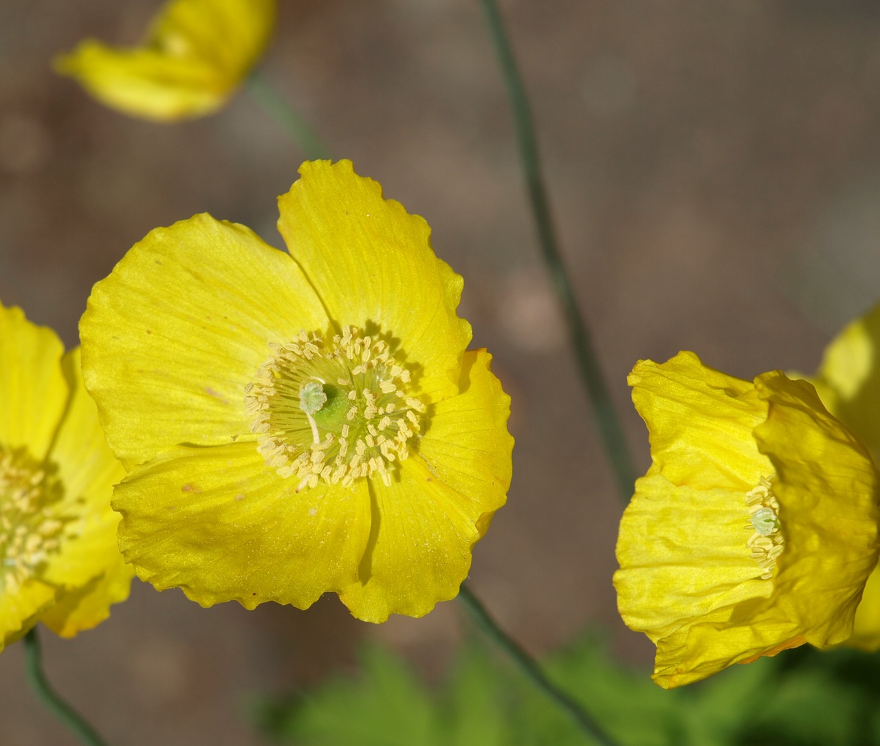 yellow poppy poppy poppy flower free photo