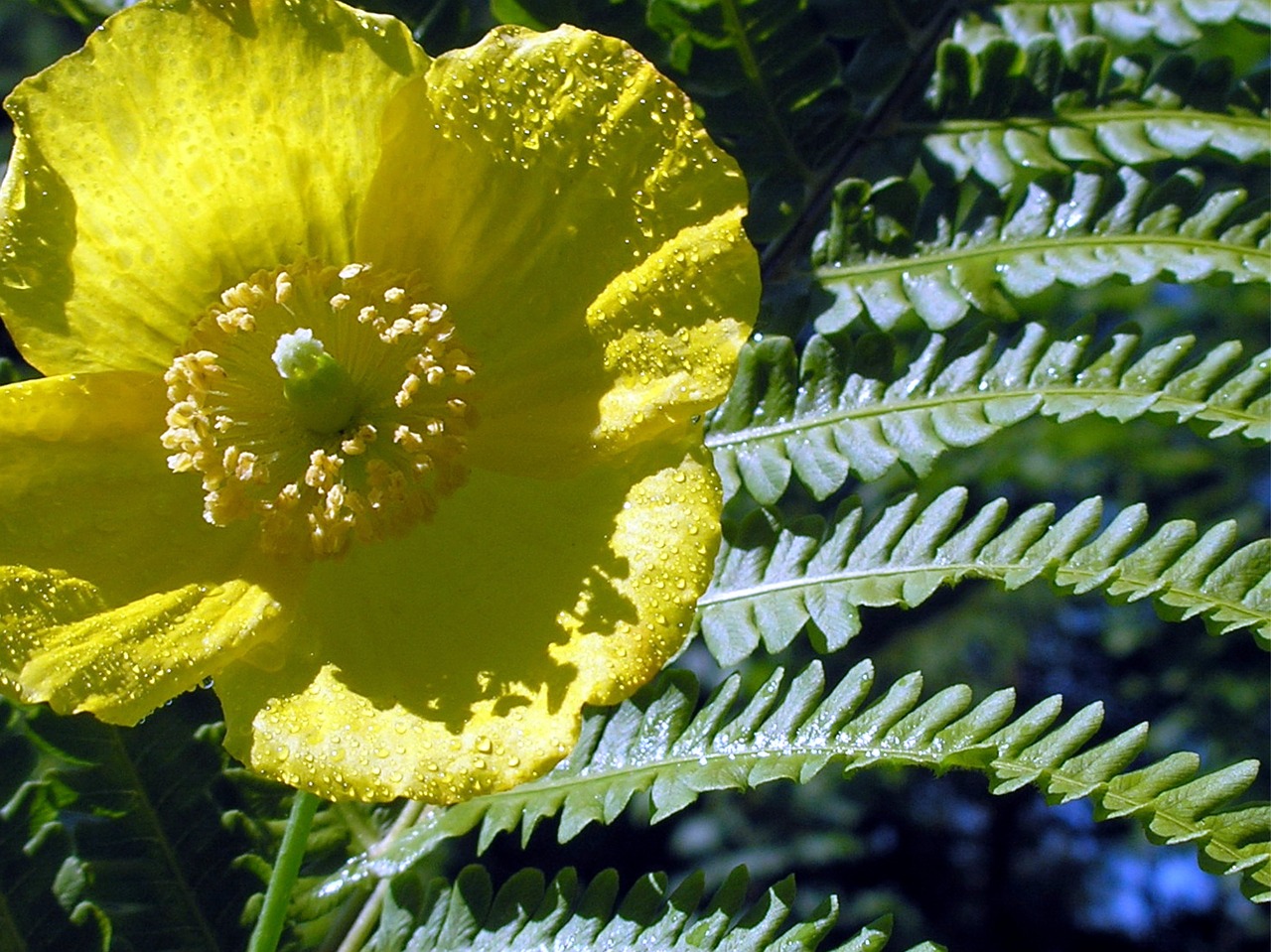 yellow poppy fern garden free photo