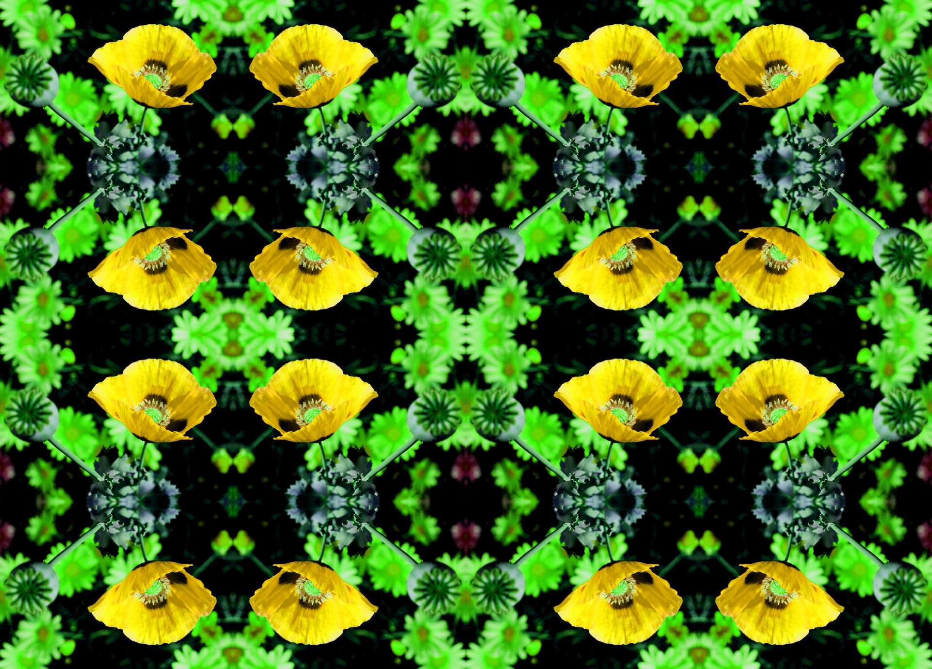 flower poppy yellow free photo