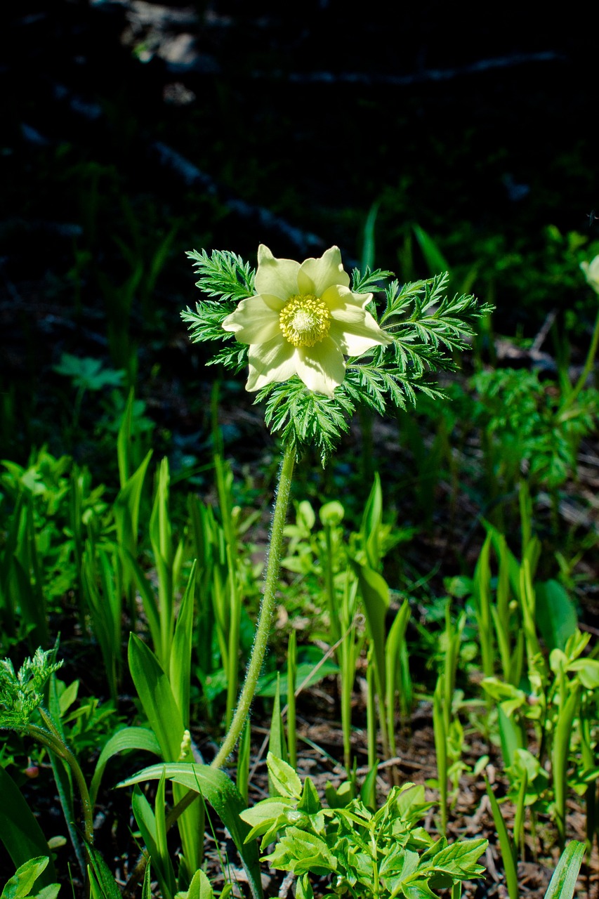 yellow pulsatilla alpina pasqueflower pasque flower free photo