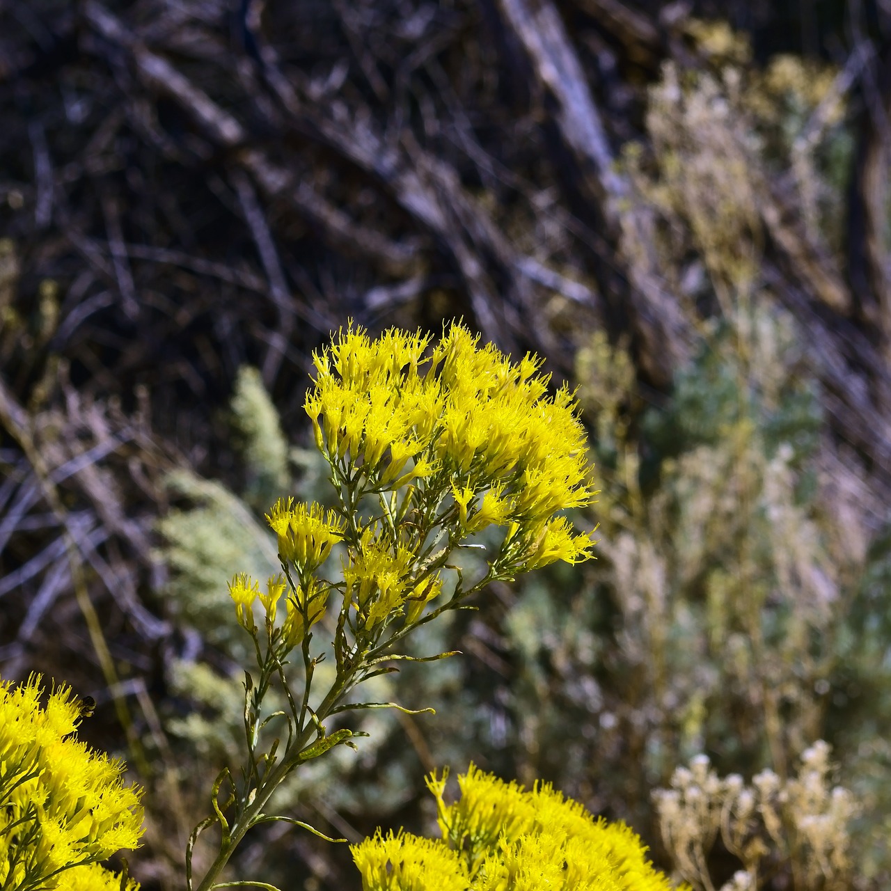 yellow rabbitbrush  desert  chrysothamnus free photo