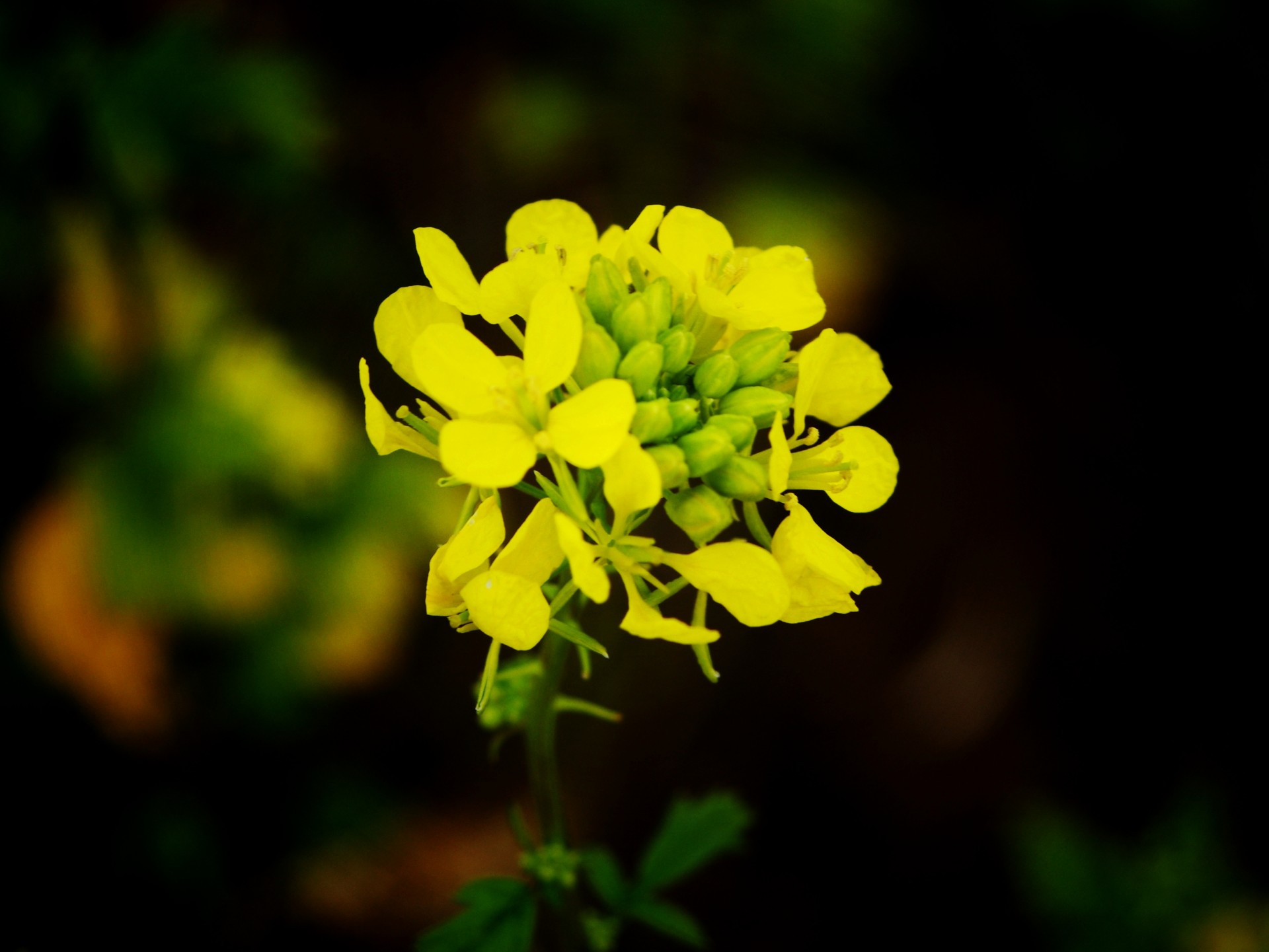 yellow rapeseed flower free photo