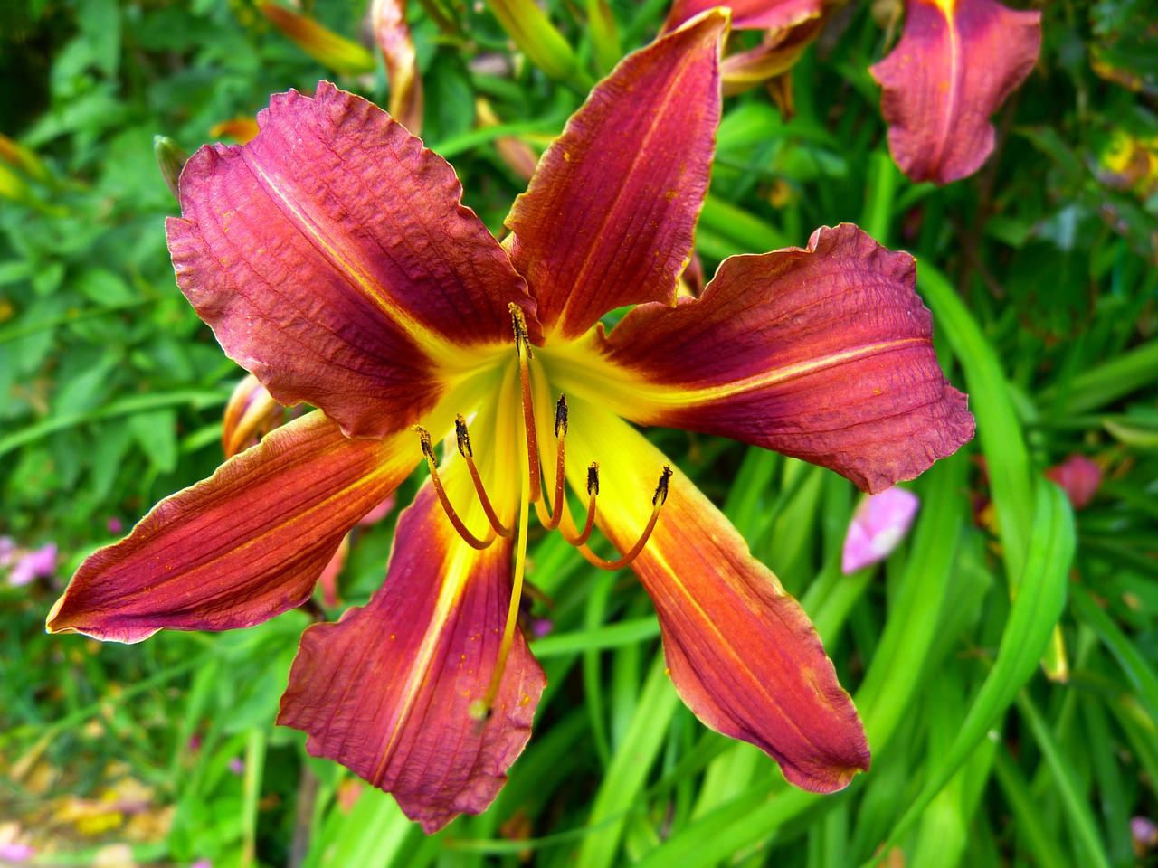 yellow red daylily lily hemerocallis fulva free photo