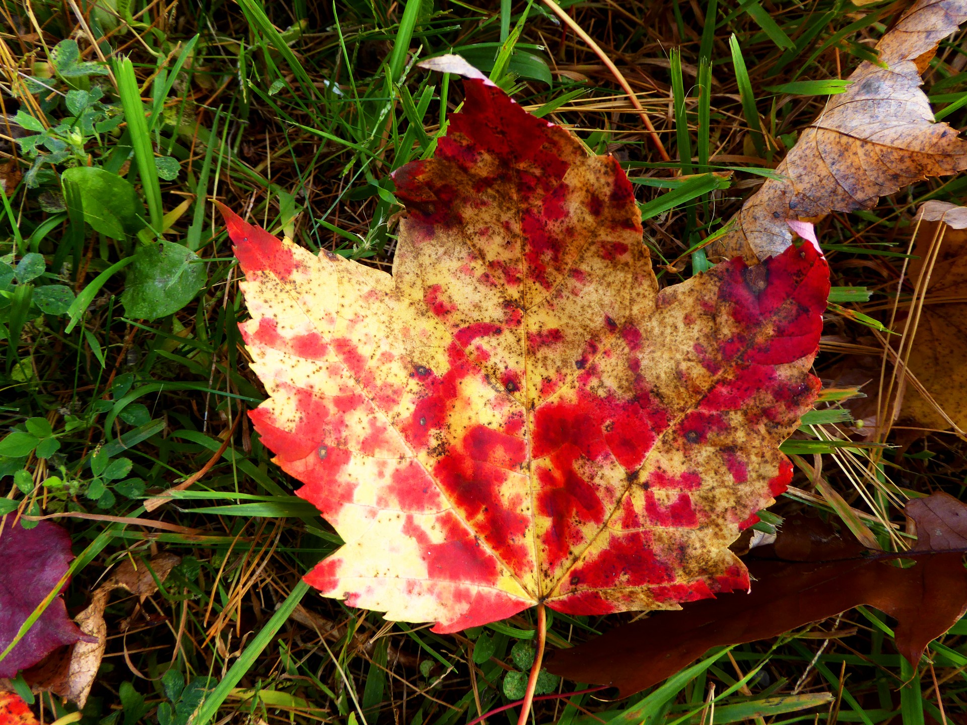 maple red yellow free photo
