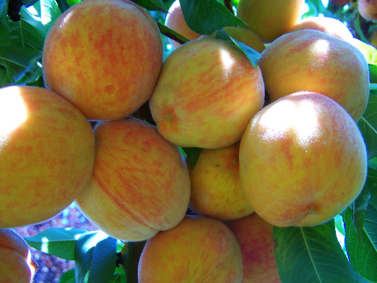 yellow-red peach fruit summer free photo