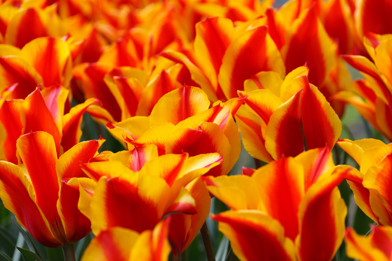 red yellow tulips free photo